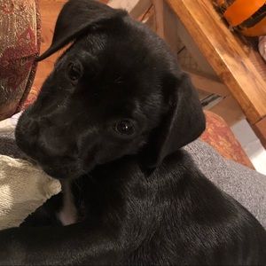 Meet your Posher, Morgan